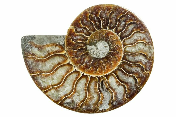 Cut & Polished Ammonite Fossil (Half) - Madagascar #354170